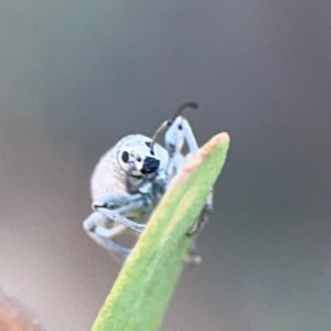 Merimnetes sp. (genus) at Black Mountain - 11 Feb 2024