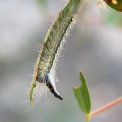 Uraba lugens (Gumleaf Skeletonizer) at Yarralumla, ACT - 11 Feb 2024 by Hejor1