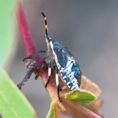 Oechalia schellenbergii (Spined Predatory Shield Bug) at Black Mountain - 11 Feb 2024 by Hejor1
