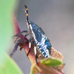 Oechalia schellenbergii at Black Mountain - 11 Feb 2024 02:00 PM