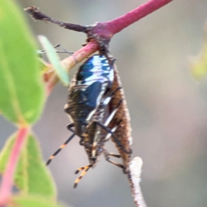 Oechalia schellenbergii at Black Mountain - 11 Feb 2024 02:00 PM