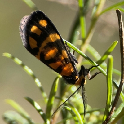 Asura lydia (Lydia Lichen Moth) at Yarralumla, ACT - 11 Feb 2024 by Hejor1