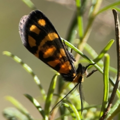 Asura lydia (Lydia Lichen Moth) at Black Mountain - 11 Feb 2024 by Hejor1