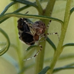 Cryptachaea veruculata (Diamondback comb-footed spider) at Black Mountain - 11 Feb 2024 by Hejor1