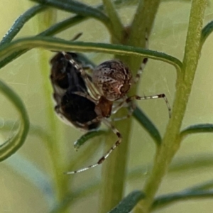 Cryptachaea veruculata at Black Mountain - 11 Feb 2024