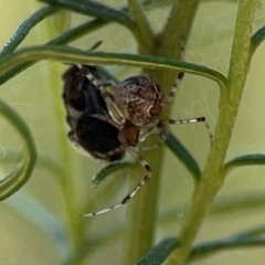 Cryptachaea veruculata (Diamondback comb-footed spider) at Yarralumla, ACT - 11 Feb 2024 by Hejor1