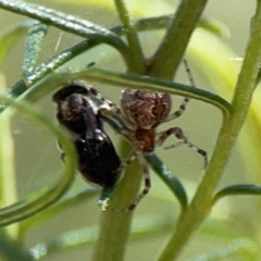 Cryptachaea veruculata at Black Mountain - 11 Feb 2024