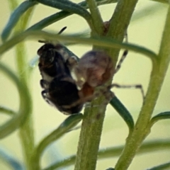 Cryptachaea veruculata at Black Mountain - 11 Feb 2024