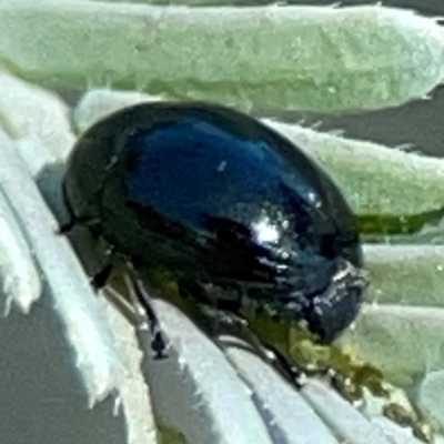 Ditropidus sp. (genus) (Leaf beetle) at Yarralumla, ACT - 11 Feb 2024 by Hejor1