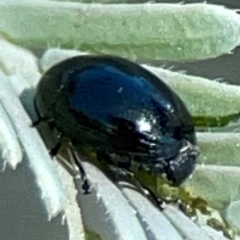 Ditropidus sp. (genus) (Leaf beetle) at Yarralumla, ACT - 11 Feb 2024 by Hejor1