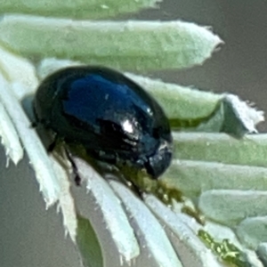 Ditropidus sp. (genus) at Black Mountain - 11 Feb 2024