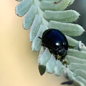 Ditropidus sp. (genus) at Black Mountain - 11 Feb 2024