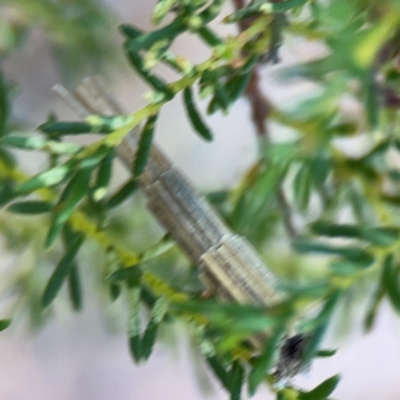 Lepidoscia arctiella (Tower Case Moth) at Yarralumla, ACT - 11 Feb 2024 by Hejor1