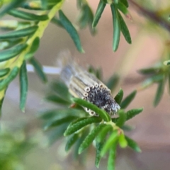 Lepidoscia arctiella at Aranda Bushland - 11 Feb 2024