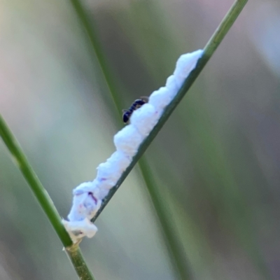 Pseudococcidae sp. (family) (A mealybug) at Black Mountain - 11 Feb 2024 by Hejor1