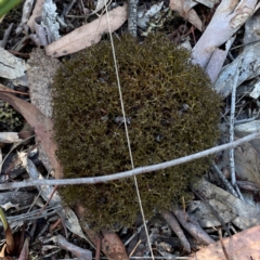 Cladia sp. (genus) at Yarralumla, ACT - 11 Feb 2024 by Hejor1