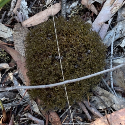 Cladia sp. (genus) at Yarralumla, ACT - 11 Feb 2024 by Hejor1