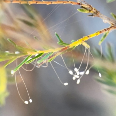 Neuroptera (order) (Unidentified lacewing) at Yarralumla, ACT - 11 Feb 2024 by Hejor1