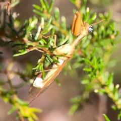 Campion sp. (genus) (Mantis Fly) at Yarralumla, ACT - 11 Feb 2024 by Hejor1