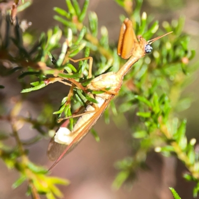 Campion sp. (genus) (Mantis Fly) at Yarralumla, ACT - 11 Feb 2024 by Hejor1