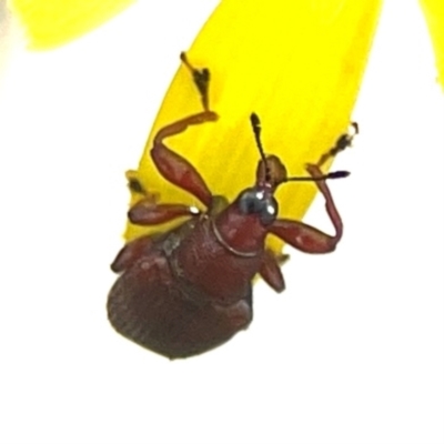 Euops sp. (genus) (A leaf-rolling weevil) at Yarralumla, ACT - 11 Feb 2024 by Hejor1