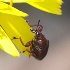 Euops sp. (genus) at Point 5204 - 11 Feb 2024