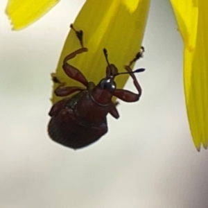 Euops sp. (genus) at Point 5204 - 11 Feb 2024