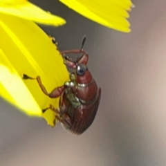 Euops sp. (genus) at Point 5204 - 11 Feb 2024