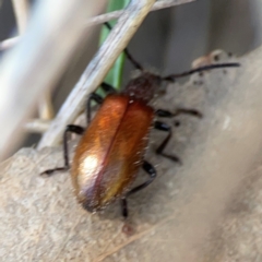 Ecnolagria grandis (Honeybrown beetle) at Black Mountain - 11 Feb 2024 by Hejor1