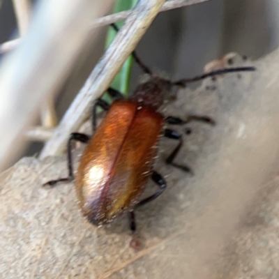Ecnolagria grandis (Honeybrown beetle) at Black Mountain - 11 Feb 2024 by Hejor1