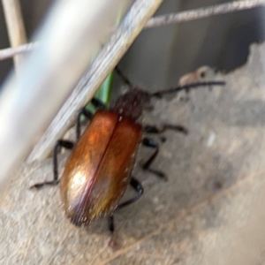 Ecnolagria grandis at Point 5204 - 11 Feb 2024