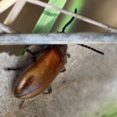 Ecnolagria grandis at Point 5204 - 11 Feb 2024