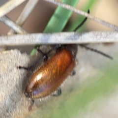 Ecnolagria grandis at Point 5204 - 11 Feb 2024