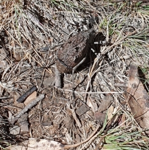 Acripeza reticulata at Bimberi Nature Reserve - 10 Feb 2024