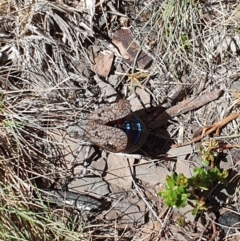 Acripeza reticulata at Bimberi Nature Reserve - 10 Feb 2024