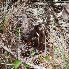Acripeza reticulata at Bimberi Nature Reserve - 10 Feb 2024