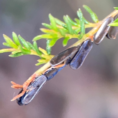 Eurymeloides pulchra at Black Mountain - 11 Feb 2024 by Hejor1