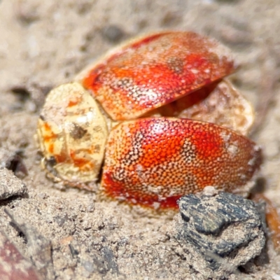 Paropsini sp. (tribe) (Unidentified paropsine leaf beetle) at Yarralumla, ACT - 11 Feb 2024 by Hejor1