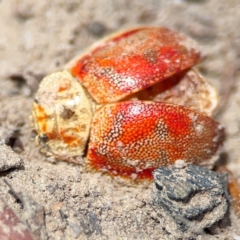 Paropsini sp. (tribe) (Unidentified paropsine leaf beetle) at Yarralumla, ACT - 11 Feb 2024 by Hejor1
