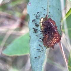 Hypertrophidae sp. (family) (Unidentified Twig Moth) at Black Mountain - 11 Feb 2024 by Hejor1