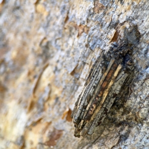 Clania lewinii & similar Casemoths at Black Mountain - 11 Feb 2024 02:59 PM