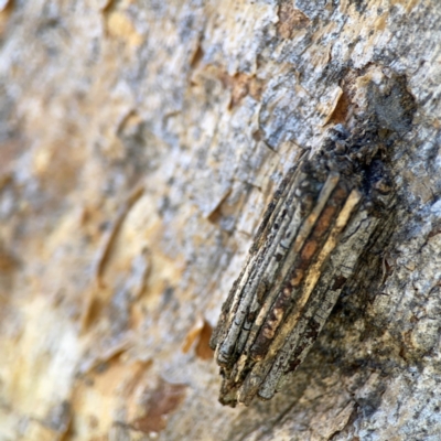 Clania lewinii & similar Casemoths (Parallel stick Case Moths) at Black Mountain - 11 Feb 2024 by Hejor1