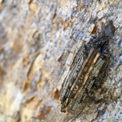 Clania lewinii (Lewin's case moth) at Black Mountain - 11 Feb 2024 by Hejor1