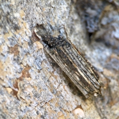 Clania lewinii & similar Casemoths at Black Mountain - 11 Feb 2024