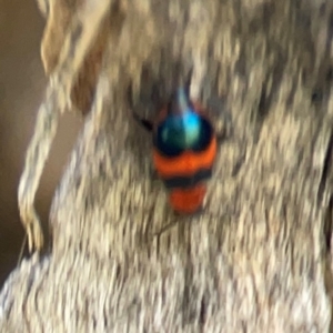 Dicranolaius bellulus at Undefined Area - 11 Feb 2024 02:59 PM