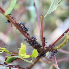Iridomyrmex purpureus (Meat Ant) at Point 5204 - 11 Feb 2024 by Hejor1
