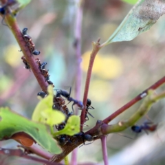 Eurymelinae (subfamily) (Unidentified eurymeline leafhopper) at Black Mountain - 11 Feb 2024 by Hejor1