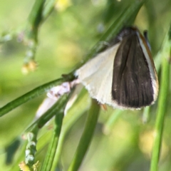 Palaeosia bicosta at Point 5204 - 11 Feb 2024