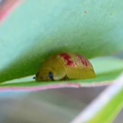 Paropsisterna fastidiosa (Eucalyptus leaf beetle) at Black Mountain - 11 Feb 2024 by Hejor1