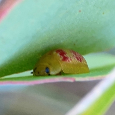 Paropsisterna fastidiosa (Eucalyptus leaf beetle) at Point 5204 - 11 Feb 2024 by Hejor1